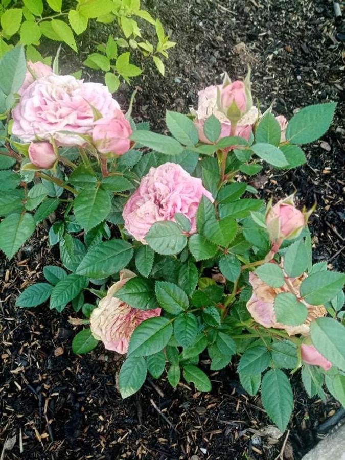 Gite Ferme La Rosee Blanche Laveline 外观 照片